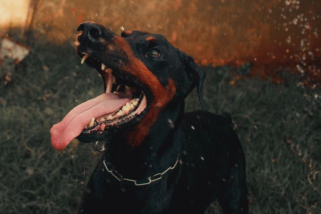 California holds dog owners strictly liable for bites in most cases. A dog bite lawyer in Bakersfield recovers for medical treatment, scarring, and trauma, usually through the owner's homeowner insurance rather than out of their pocket. Dog bite lawyer in Bakersfield handling a dog attack injury claim